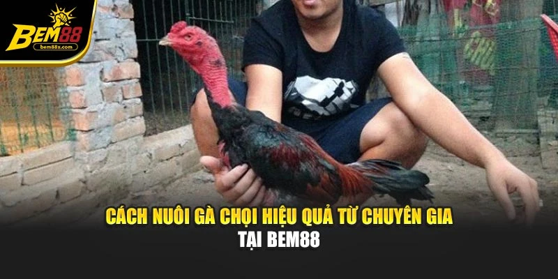 Cách Nuôi Gà Chọi Hiệu Quả Từ Chuyên Gia Tại Bem88