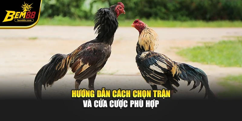 Hướng dẫn cách chọn trận và cửa cược phù hợp