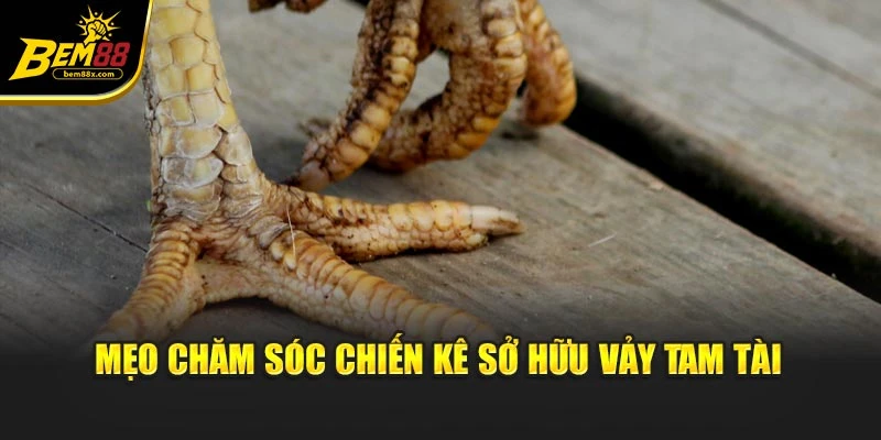 Mẹo chăm sóc chiến kê sở hữu vảy tam tài