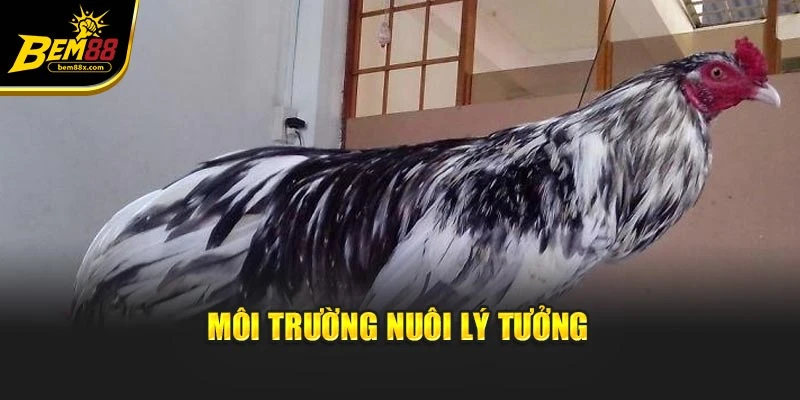 Môi trường nuôi lý tưởng