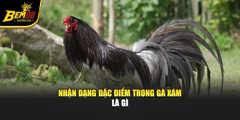 Nhận dạng đặc điểm trong gà xám là gì