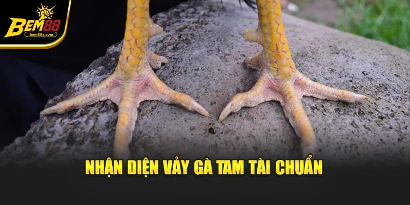 Nhận diện vảy gà tam tài chuẩn